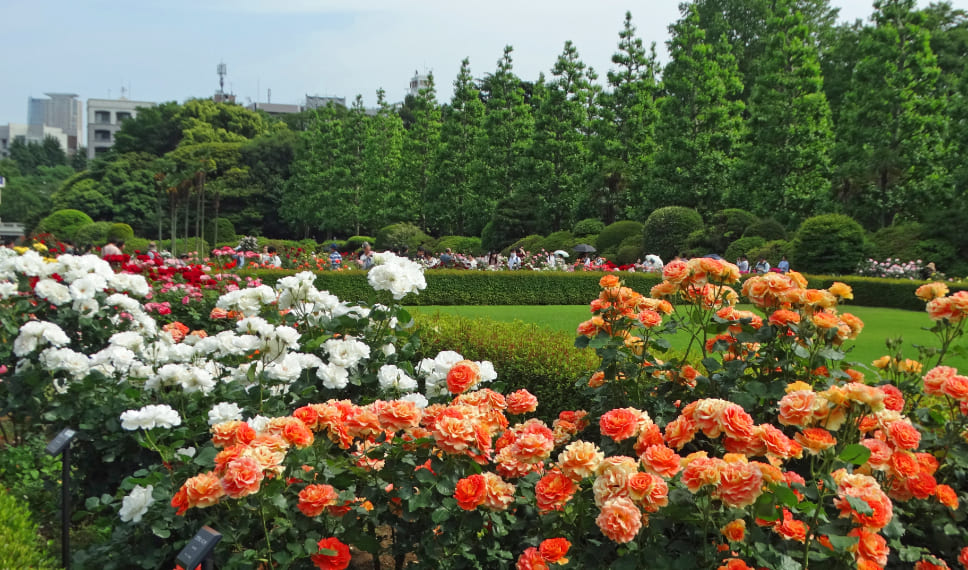 Shinjuku Gyoen