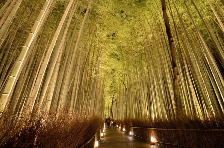 Arashiyama Bamboo Forest