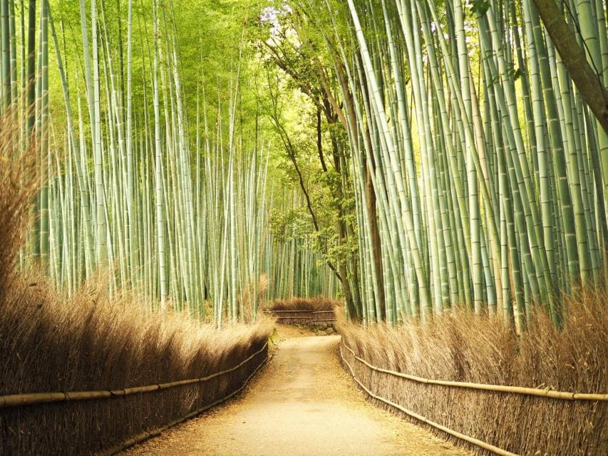 Arashiyama Bamboo Forest