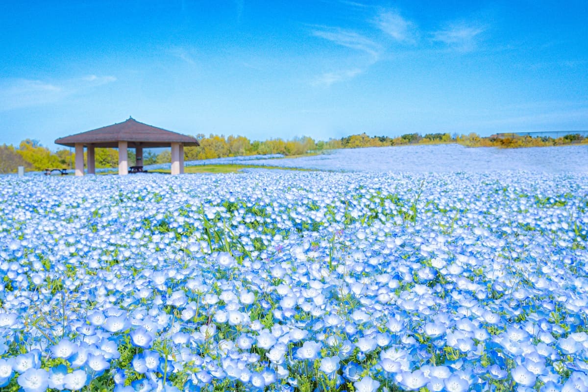 Uminonakamichi Seaside Park