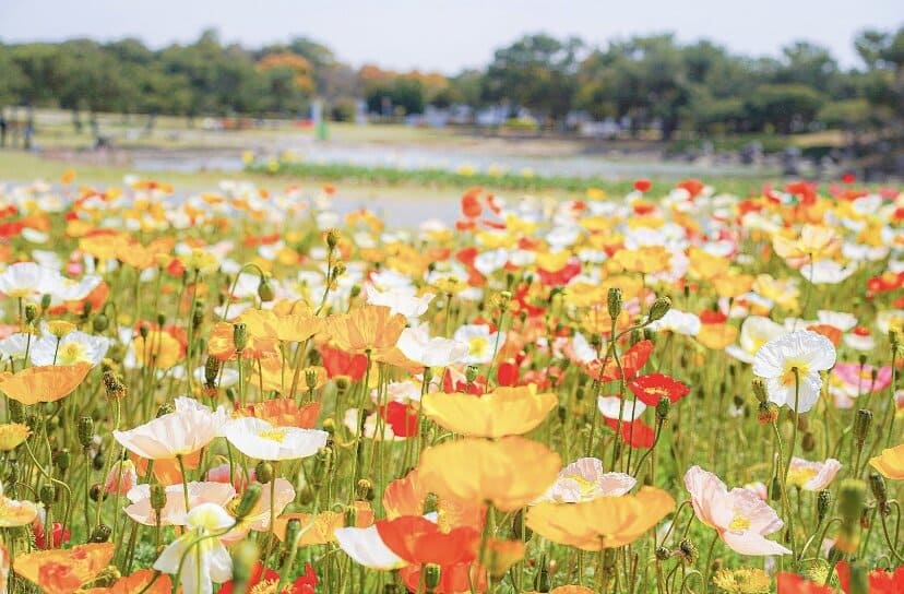 Uminonakamichi Seaside Park