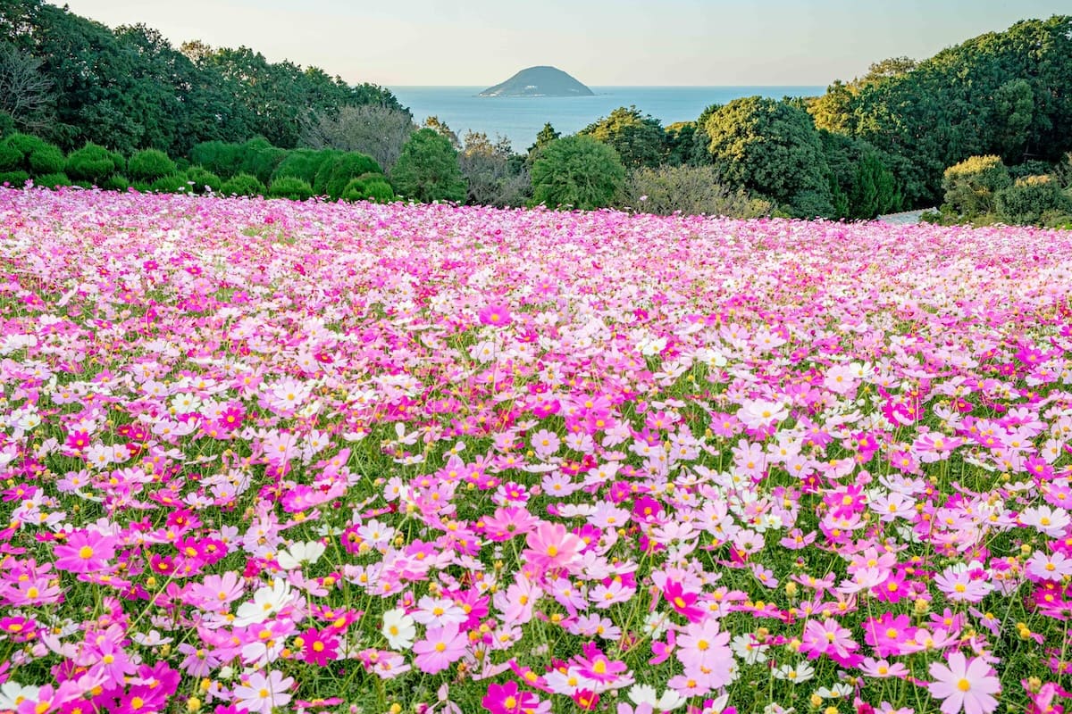 Nokonoshima Island Park