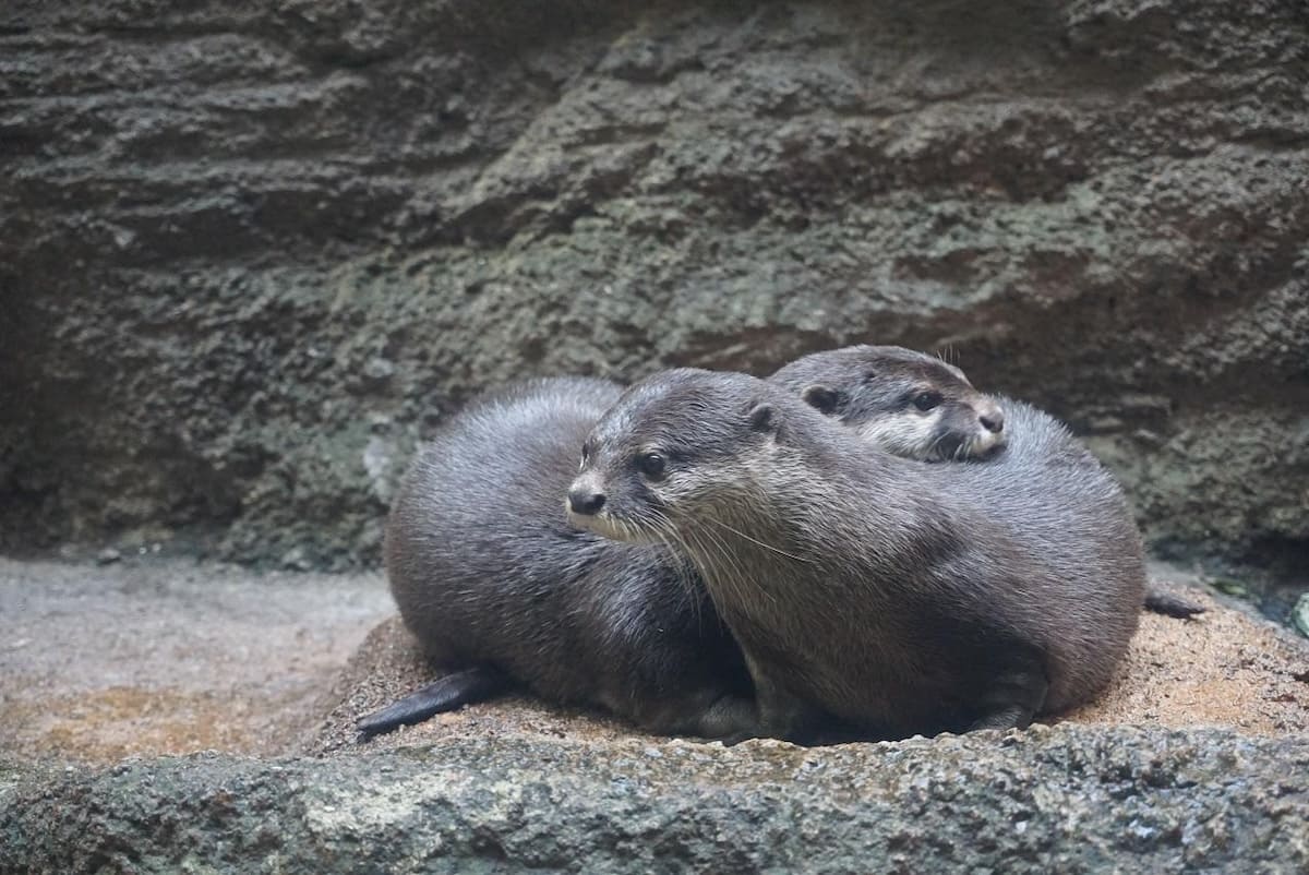 Fukuoka City Zoo and Botanical Garden