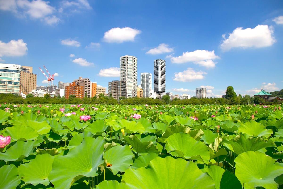 Shinobazuno Pond