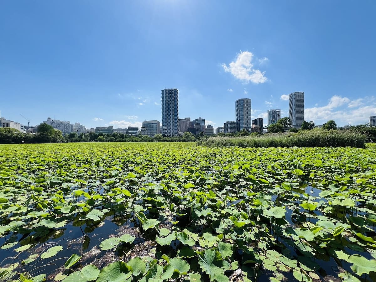 Shinobazuno Pond