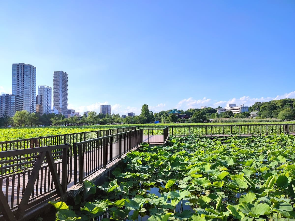 Shinobazuno Pond