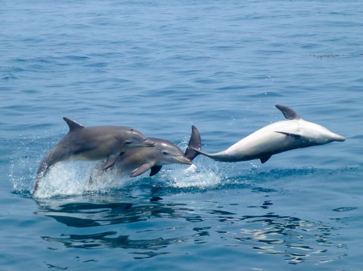 Minamishimabara Dolphin Watching