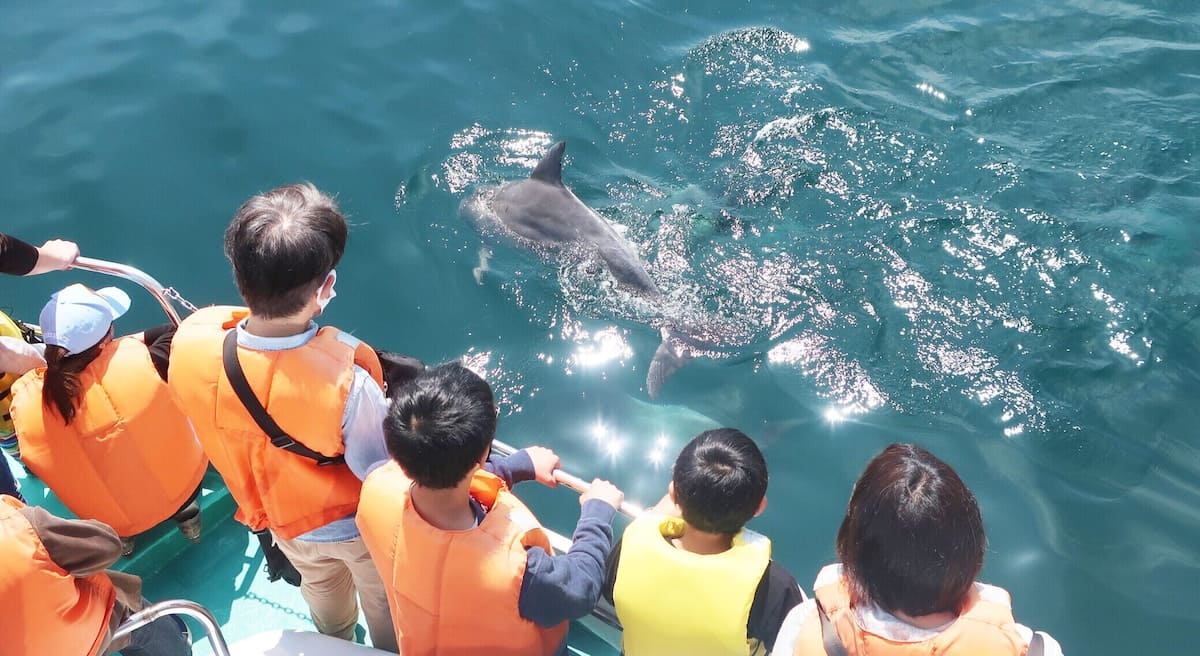 Minamishimabara Dolphin Watching