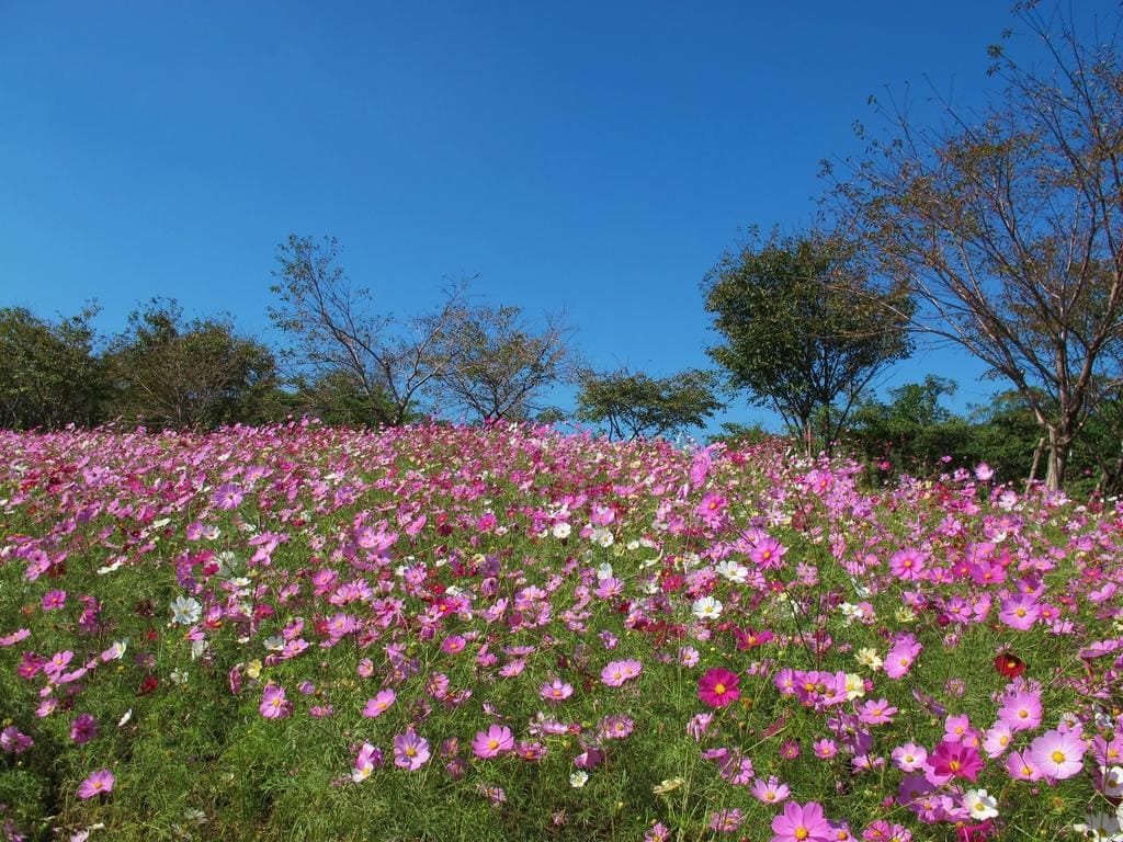 Shirakimine Plateau