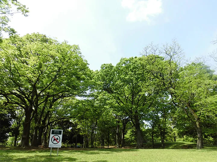 Yoyogi Park